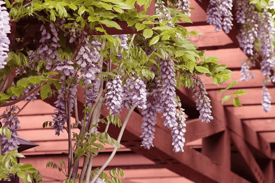 drewniane zadaszenie